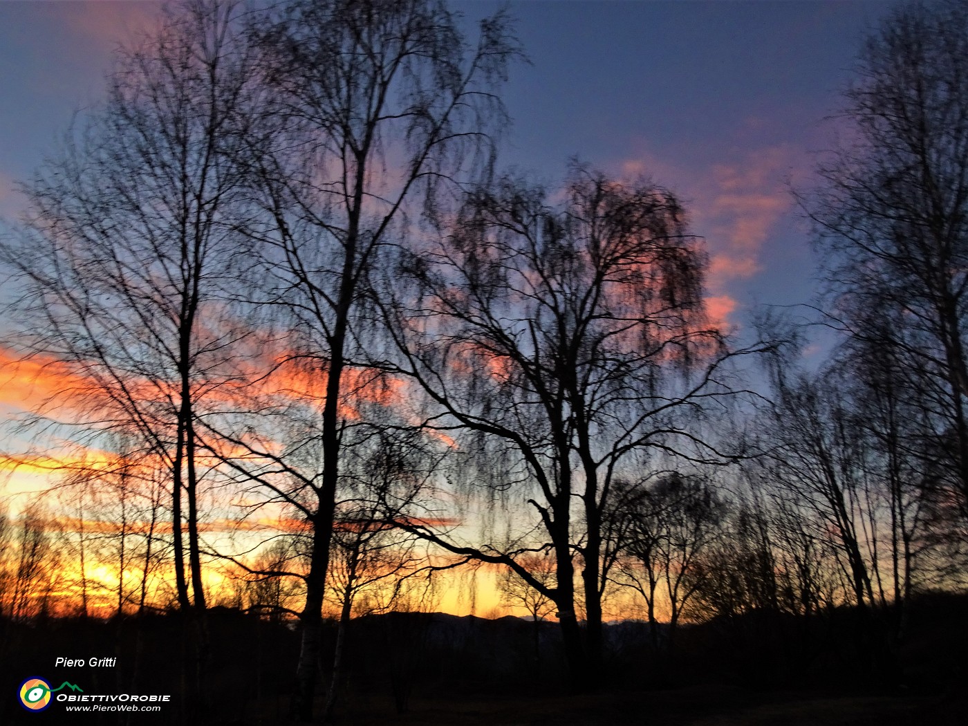67 Betulle nei colori del tramonto.JPG